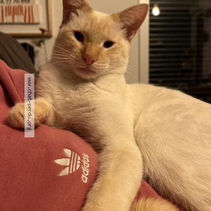 Photo 1/1 Lucky Chat perdu à Landerneau