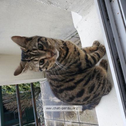 Photo 1/1 Chat trouvé Trouvé à Drancy