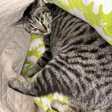 Photo de chat perdu à Argeles Gazost