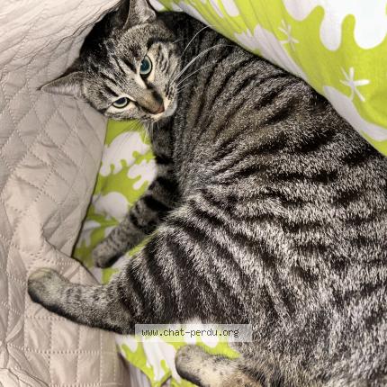 Photo 1/1 Gribouille Chat perdu à Argeles gazost