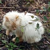 Photo de chat trouvé à Saint Georges Des Coteaux