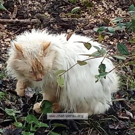 Photo 1/1 Chat trouvé Trouvé à Saint georges des coteaux