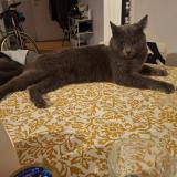 Photo de chat perdu à Villecresnes