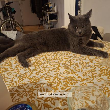 Photo 1/1 ROCKET Chat perdu à Villecresnes