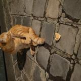 Photo de chat trouvé à Paris