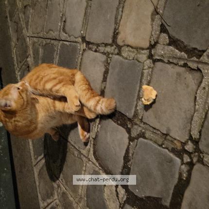 Photo 1/1 Chat trouvé Trouvé à Paris