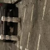 Photo de chat trouvé à Paris