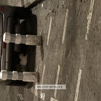 Photo 1/1 Chat trouvé Trouvé à Paris