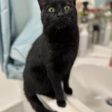 Photo de chat trouvé à Montesson