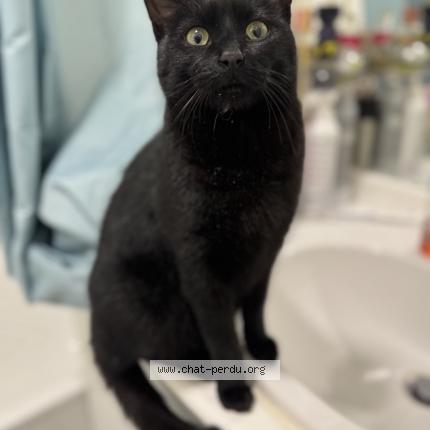 Photo 1/1 Chat trouvé Trouvé à Montesson