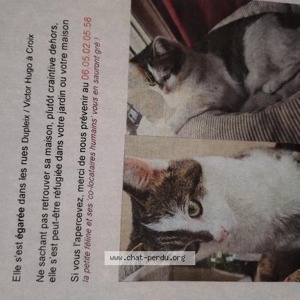 Photo 1/1 Chat retrouvé Perdu à Croix