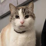 Photo de chat perdu à Pecquencourt