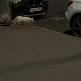 Photo de chat trouvé à Paris