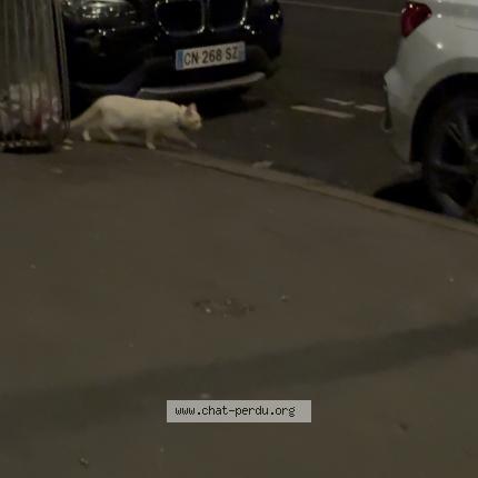 Photo 1/1 Chat trouvé Trouvé à Paris