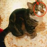 Photo de chat perdu à Orsan