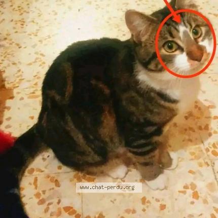 Photo 1/1 Bébélou Chat perdu à Orsan