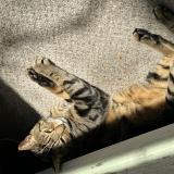 Photo de chat perdu à Raleigh