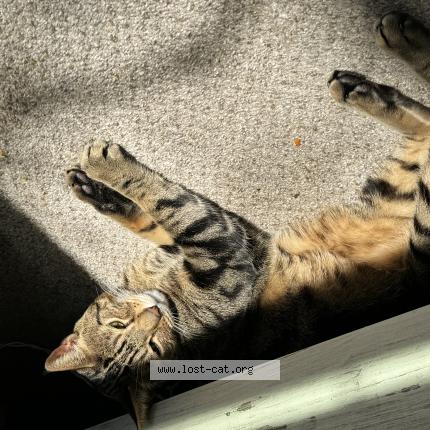 Photo 1/1 Apollo Chat perdu à Raleigh