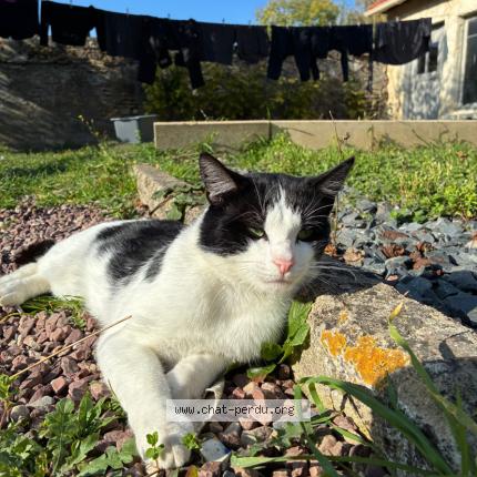 Photo 1/1 Willow Chat perdu à Mezidon vallee d auge