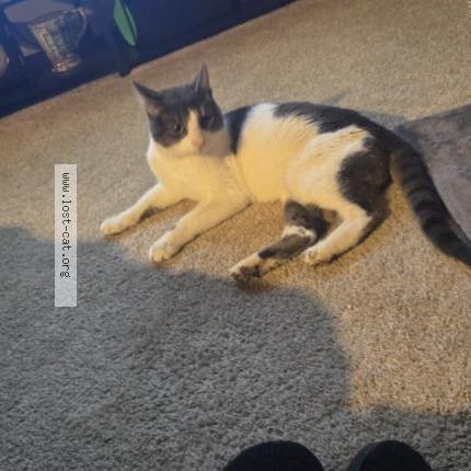 Photo 1/3 Chat trouvé Trouvé à Glen burnie