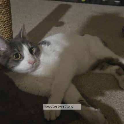 Photo 2/3 Chat trouvé Trouvé à Glen burnie