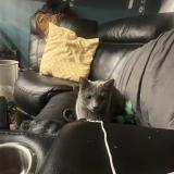 Photo de chat perdu à Paris