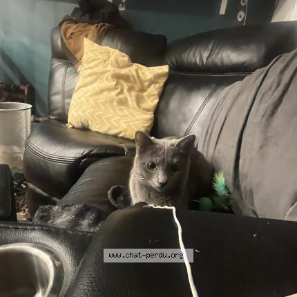 Photo 1/1 Lila Chat perdu à Paris