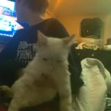 Photo de chat trouvé à Saint Cloud