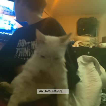 Photo 1/1 Chat trouvé Trouvé à Saint cloud