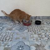 Photo de chat trouvé à Sainte Genevieve