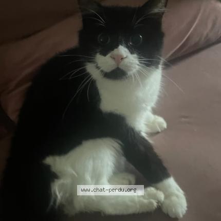 Photo 1/1 Kaalouche Chat perdu à Fagnieres