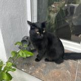 Photo de chat perdu à Marseille