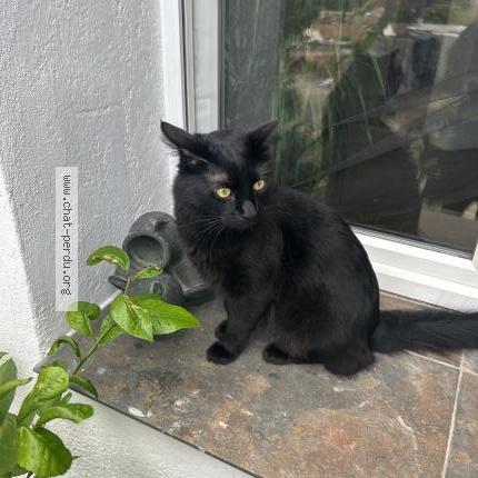 Photo 1/1 Simba Chat perdu à Marseille