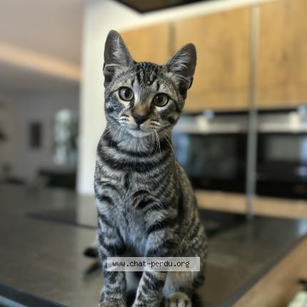 Photo 1/1 Django Chat perdu à Marseille