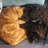 Photo de chat perdu à Tours