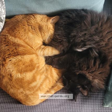 Photo 1/1 Rita Chat perdu à Tours