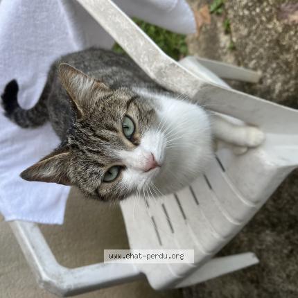 Photo 1/1 Chat trouvé Trouvé à Pradines