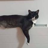 Photo de chat perdu à Auvers Sur Oise