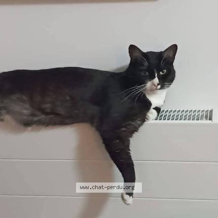 Photo 1/1 Tecko Chat perdu à Auvers sur oise