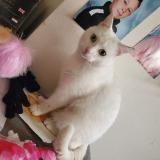 Photo de chat perdu à La Loupe