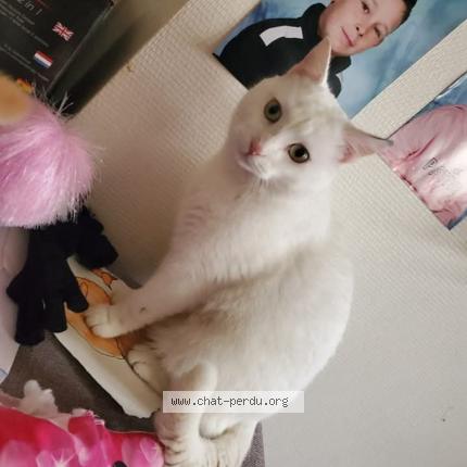 Photo 1/1 Olaf Chat perdu à La loupe