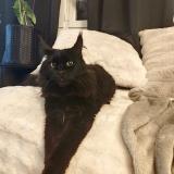 Photo de chat perdu à Pitres