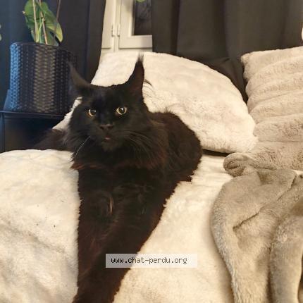 Photo 1/1 Mufasa Chat perdu à Pitres