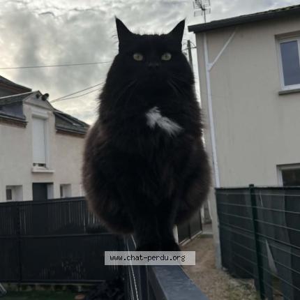 Photo 1/1 Chat retrouvé Perdu à Saint Pryve Saint Mesmin