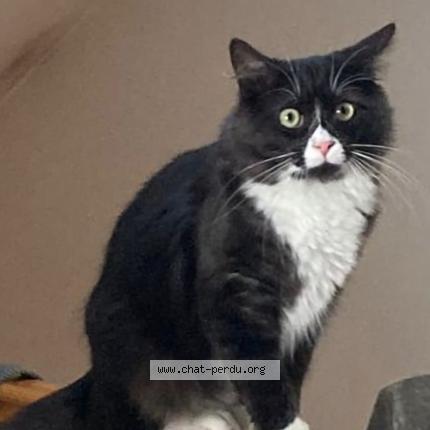 Photo 1/1 Chat retrouvé Perdu à Bondy