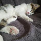 Photo de chat perdu à Grand Rullecourt