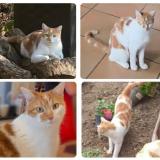 Photo de chat perdu à Andrimont