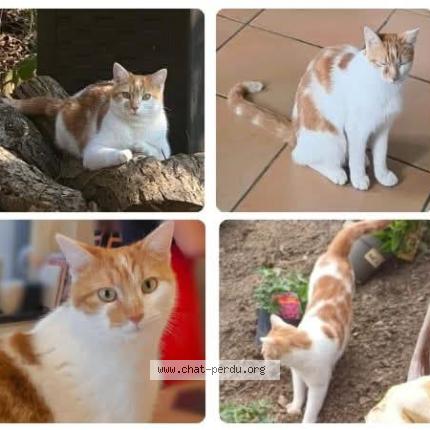 Photo 1/1 Roméo Chat perdu à Andrimont