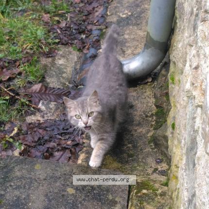 Photo 1/1 Chat trouvé Trouvé à Leuhan