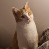 Photo de chat perdu à Exincourt